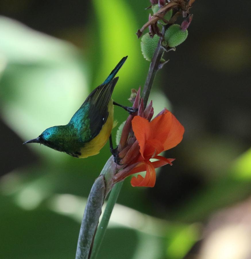 Sunbirds Chobe Hotel Kasane Exterior foto