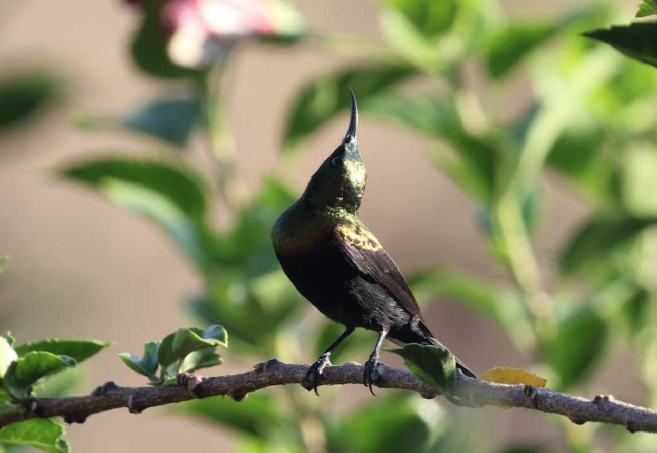 Sunbirds Chobe Hotel Kasane Exterior foto