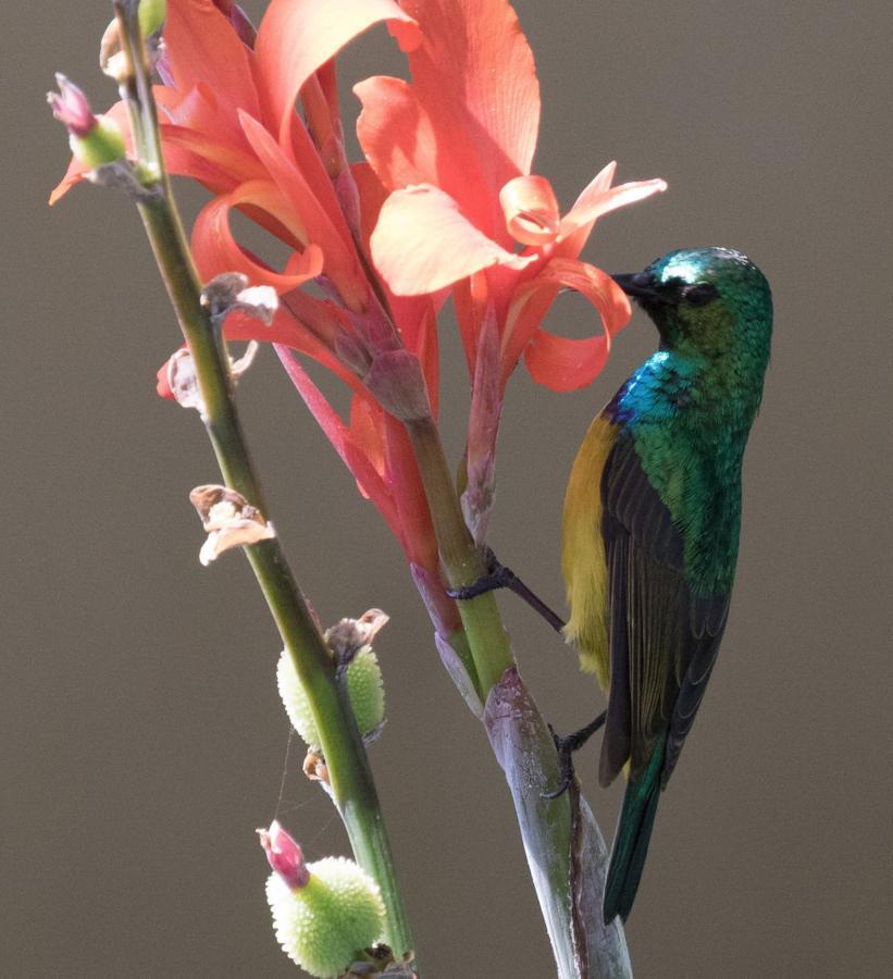 Sunbirds Chobe Hotel Kasane Exterior foto