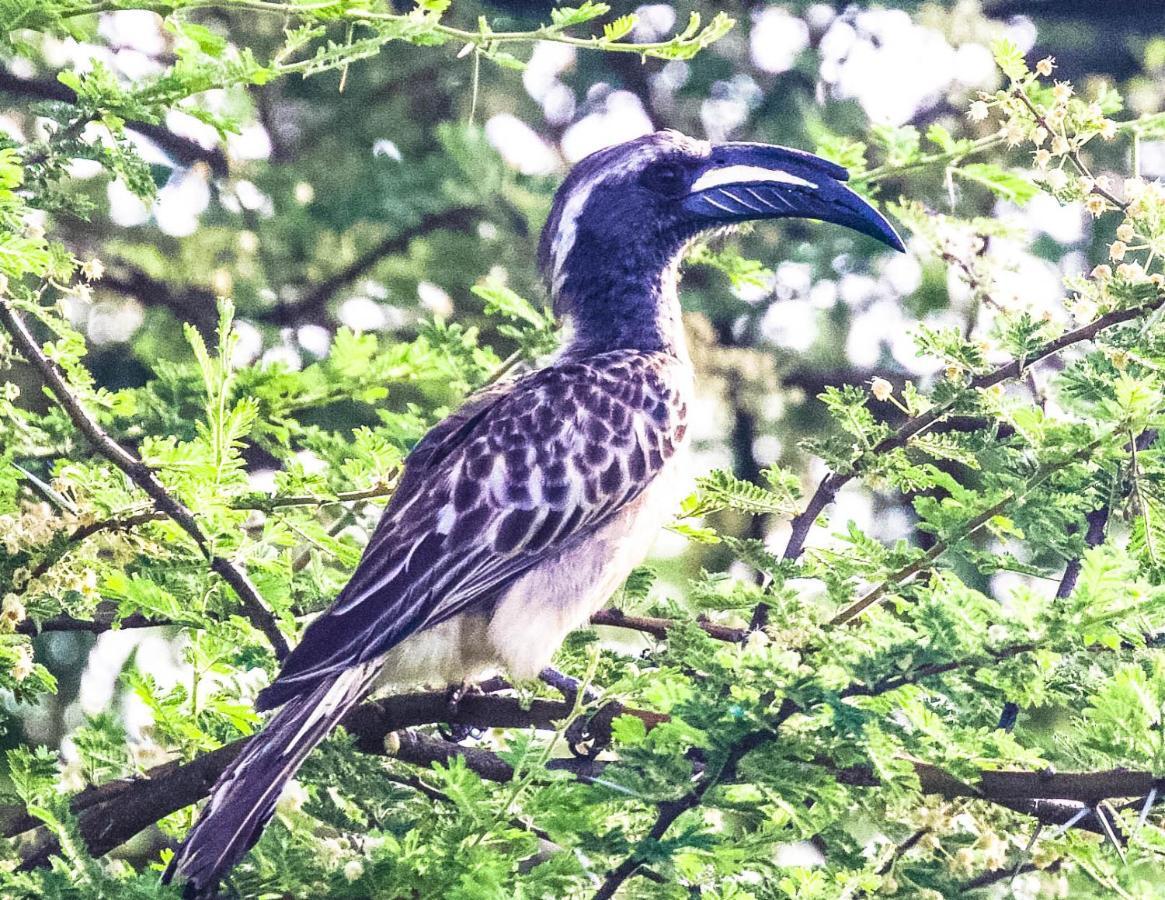 Sunbirds Chobe Hotel Kasane Exterior foto